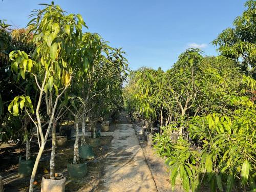 Κήπος έξω από το Golden Mango Farmstay