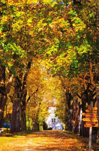 a tree lined path with a house in the distance at Baldersnäs Herrgård in Dals Långed