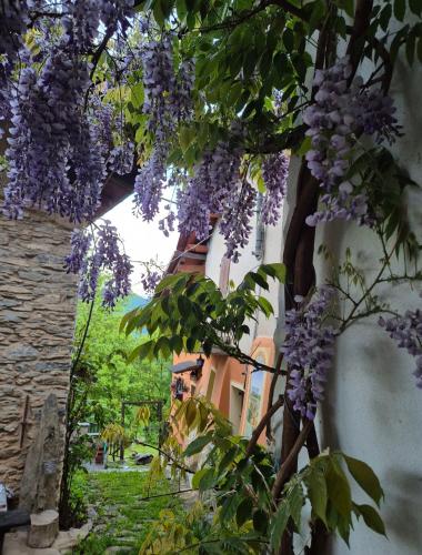 a tree with purple flowers hanging from a building at Casa S Antonio Aradolo in Borgo San Dalmazzo