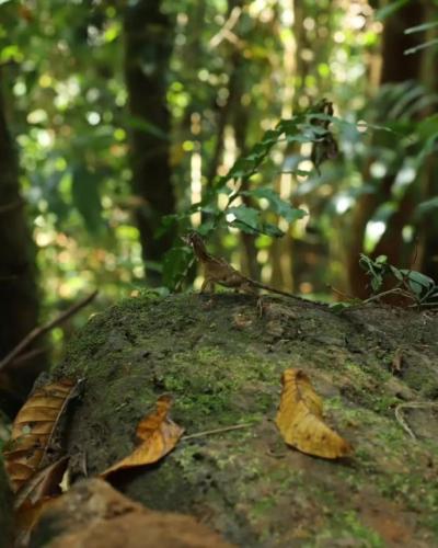 two leaves on top of a tree in a forest at Sinharaja Forest Sanctuary in Deniyaya