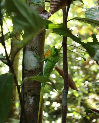 a lizard is sitting on a tree branch at Sinharaja Forest Sanctuary in Deniyaya
