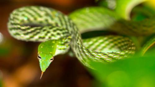 a green snake sitting on a green plant at Sinharaja Forest Sanctuary in Deniyaya