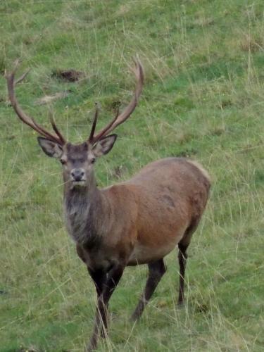 a deer with large antlers standing in a field at Du Coté de Lacoume in Anla