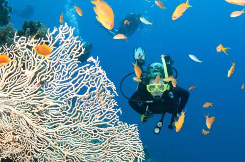 Una mujer con una máscara de buceo nada junto a un arrecife de coral. en Private Charter - Ocean Free, en Airlie Beach