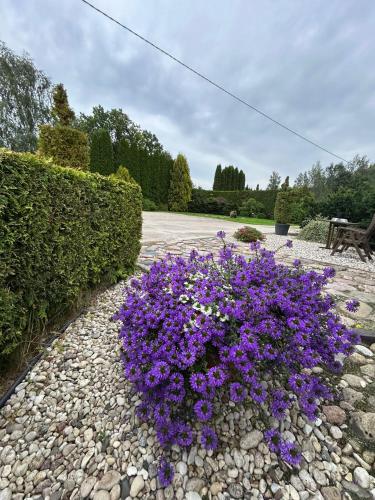 a bunch of purple flowers in a garden at Brīdis Sev in Ķekava