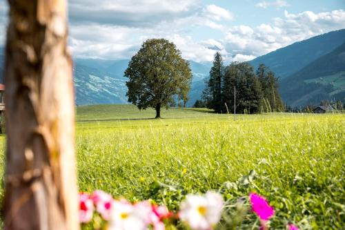 A schön's Platzerl - Apartment Argus