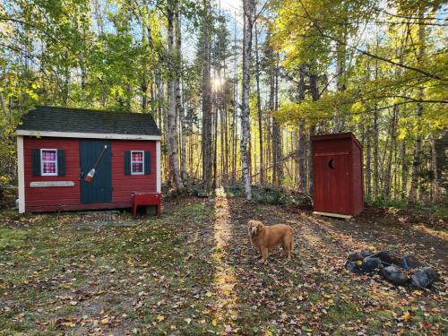 a dog standing next to a smallshed in the woods at Twin Bucks Cabin in Whiting