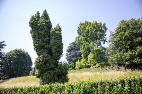 a tree in a field with trees in the background at Spina Verde Palazzo in Cavallasca