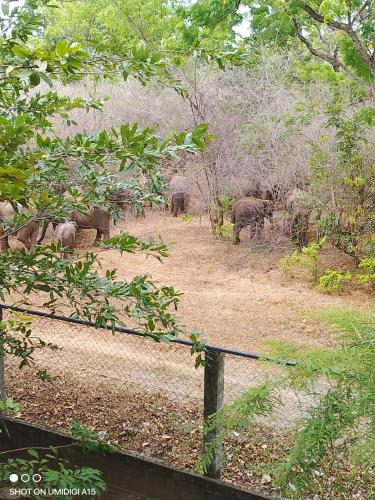 a fence in a field with elephants in the distance at Forest Dew Udawalawa in Udawalawe