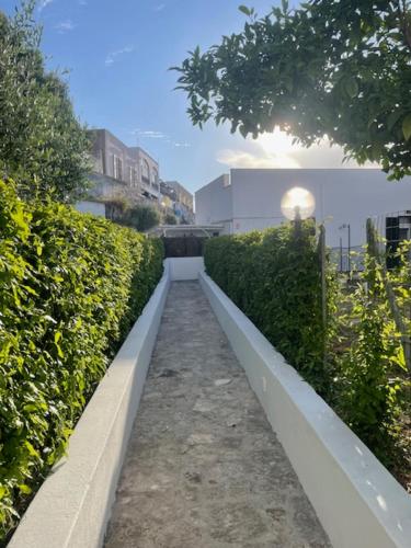 a walkway through a hedge with the sun setting behind it at Agenzia Isotur LOCANDA NONNA GIULIA 34 in Ponza