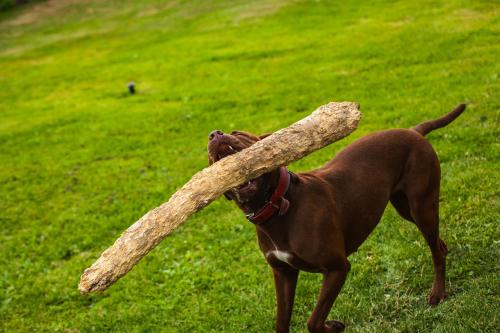 a brown dog holding a stick in its mouth at Feniks Agro&Spa Adults Only in Świnoujście