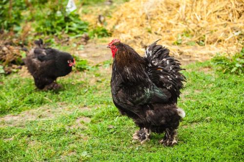 two chickens standing in the grass in a field at Feniks Agro&Spa Adults Only in Świnoujście