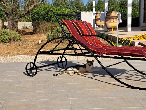 a cat laying under a chair on a patio at Country house pura natura Alghero in Casa Minnina