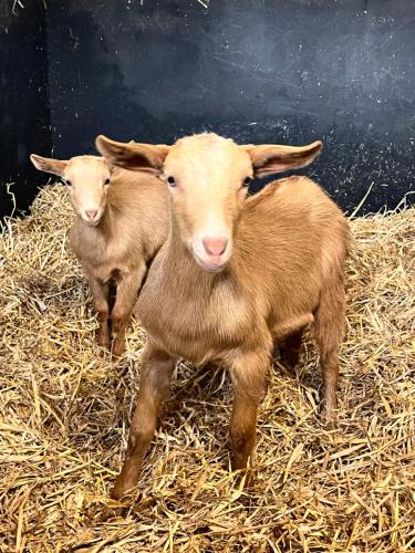 two brown sheep standing in some hay at Stable End in Liskeard