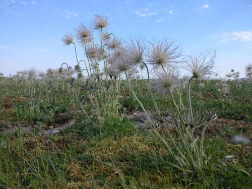 a field with a bunch of plants in the grass at 6 person holiday home in Ljugarn-By Traum in Ljugarn
