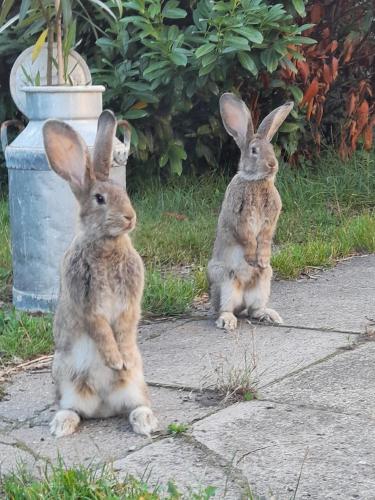 two rabbits sitting on the side of the road at Holiday apartment & boat rental in Sindal
