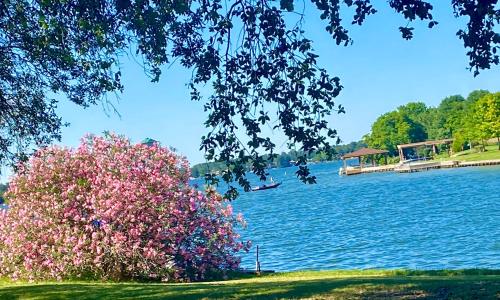 a bush with pink flowers next to a body of water at Golfers' Paradise 3BR Single House with Private Pool & Golf Course View- Man Gated, Marina in Lake Conroe, Tennis courts & Gym Access in Montgomery
