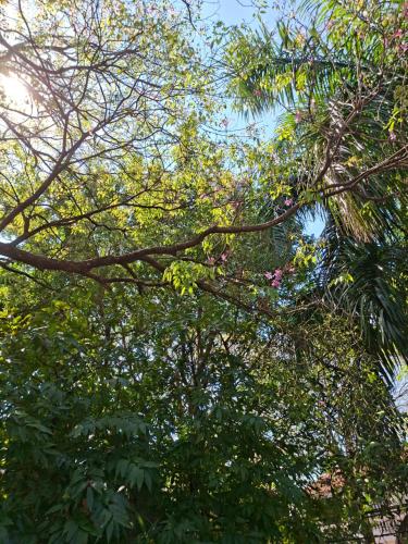 a tree with leaves and branches with the sky in the background at Casa BuenaOnda Asunción in Asuncion