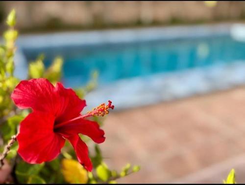 a red flower in front of a pool at Appartement avec piscine in Essaouira