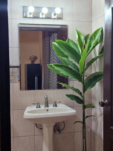 a bathroom with a sink and a green plant at El Santuario Ecolodge in Boquete