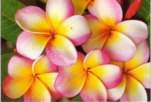a bunch of pink and yellow flowers on a plant at Hotel & Apartments "CHEZ HIVA" in Hanga Roa