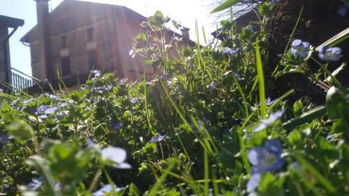 a field of purple flowers in front of a building at Albergo Rurale Parco di San Floriano in Polcenigo