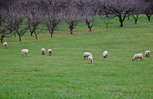 a herd of sheep grazing in a field of grass at Albergo Rurale Parco di San Floriano in Polcenigo