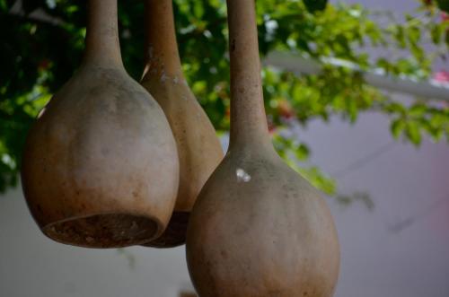 a group of three onions hanging from a plant at Lindos Esel Suites in Líndos