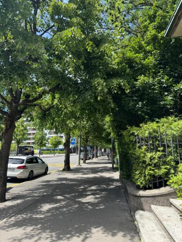 ein Bürgersteig mit Bäumen und einem auf einer Straße geparkten Auto in der Unterkunft Gemütliche Wohnung in Freiburg im Üechtland