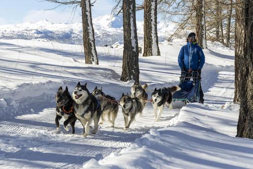 a man is being pulled by a group of dogs in the snow at Pista Olimpica 1min - Ski Box - Seggiovia 3min in Plan