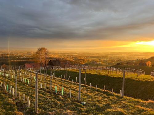 weiNtsicht am Seindl