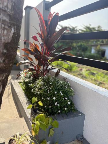 a plant in a planter on a balcony at Minuda Villa in Kamburugamuwa