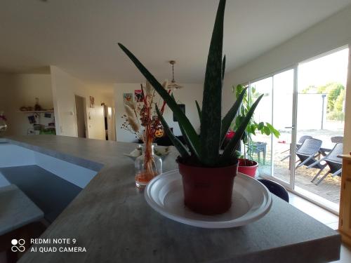 a potted plant sitting on a counter in a kitchen at Chez Dona in Cieurac