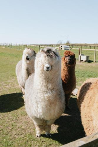a group of sheep standing in a field at Water Hall Farm by Wigwam Holidays in Sutton