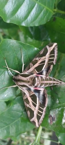 a brown butterfly sitting on a green leaf at Eco lodge finca magdalena in Altagracia