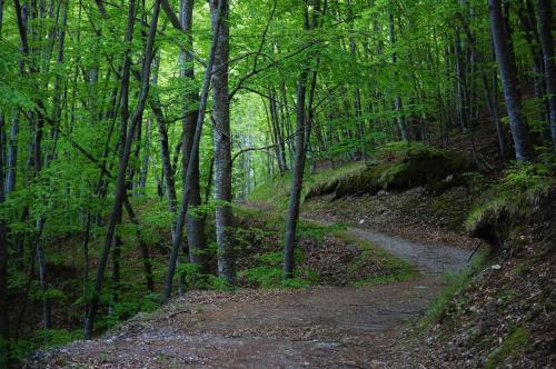 a dirt road in a forest with trees at Casa Mare & Monti in Caprauna