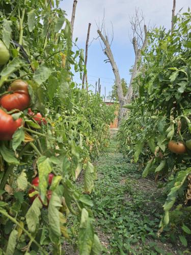 Un jardín fuera de Kera