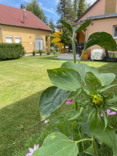 a plant with a yellow flower in a yard at Két szobás, teraszos, kertes vendégház in Balatonmáriafürdő