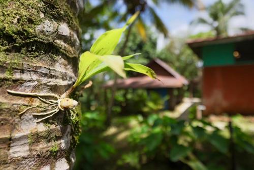 a green bird perched on the side of a tree at Nosara Samara, 2 BR, Jungle View, Fiber-Optic wifi in Nicoya