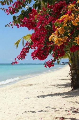 a tree with flowers on a sandy beach at Ocean Blue Villa, Flic-en-Flac in Flic-en-Flac