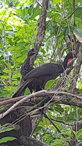 two birds are sitting on a tree branch at Vista Alta Ecolodge Bahia Drake in Drake