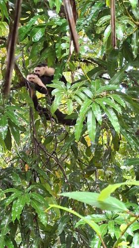 a monkey is sitting in a tree at Vista Alta Ecolodge Bahia Drake in Drake