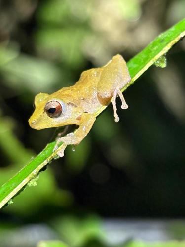 a frog is sitting on a green leaf at Vista Alta Ecolodge Bahia Drake in Drake