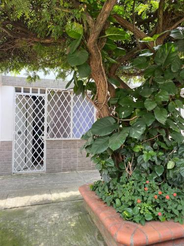 a tree in front of a window with a fence at Apartamento Moderno y central in Cali