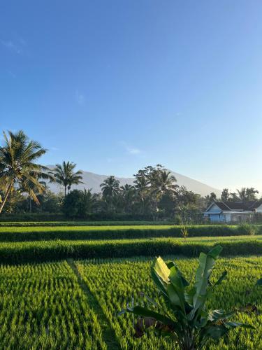a field of crops with palm trees in the background at Lalinggo Bungalow in Tetebatu