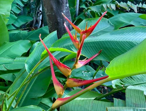 a red flower is growing in front of a tree at Apartamento de lujo arriba de la playa con acceso directo al mar in Veracruz