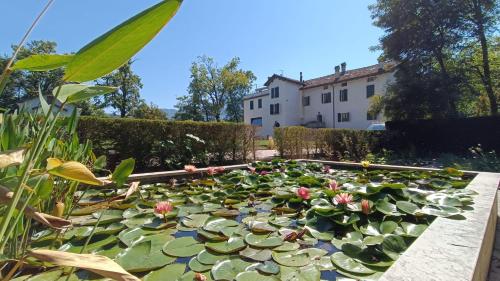 a pond of water lilies in a garden at Villa San Liberale - Suites & Wellness - Villa Veneta in Feltre