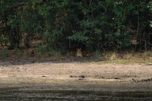 a bird sitting on a dirt road in front of trees at Wild Wadi Wilpattu - Villas with private Plunge Pools in Wilpattu