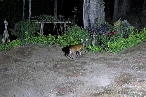 別荘の敷地内または近くにいる動物