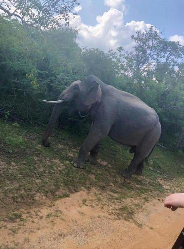 an elephant standing on the side of a dirt road at Yala Wild Tree House in Hambantota